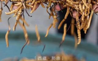西藏那曲蟲草有什么特點？