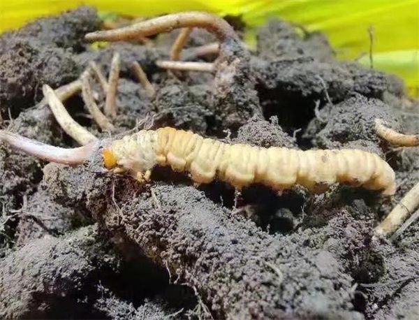 冬蟲夏草的蟲是什么蟲 實際上是指冬蟲夏草菌蟲
